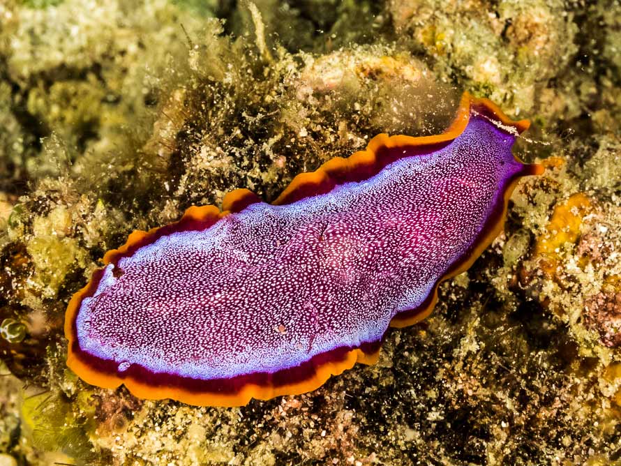 Pseudoceros ferrugineus